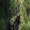 Plants: image 75 Of 208 Thumb